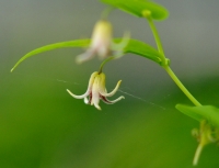 Streptopus amplexifolius var papillatus